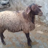 بره نر هترو زیگوت با تاییدیه ژنوتیپ