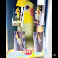 عروس هلندی سخنگو نر