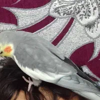 پرنده عروس هلندی