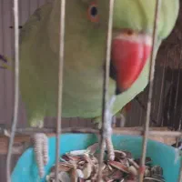 طوطی ملنگو ماده|پرنده|فردیس, فردیس|دیوار