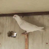 سار کاکلی عطیقه.کلاغ نواری کاکلی ماده.موشی برفی|پرنده|مشهد, عبادی|دیوار