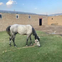 اسب|اسب و تجهیزات اسبسواری|ارومیه, |دیوار