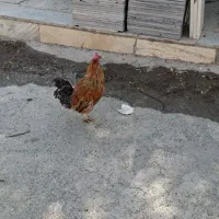 خروس سرحال چهل تاج خوش رنگ بدون هیچ مریضی|حیوانات مزرعه|کرج, فاز ۳ گوهردشت|دیوار