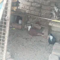 کفتر فروشی با جوجه