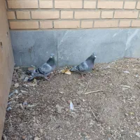 کبوترپلاکی|پرنده|حبیب آباد, |دیوار