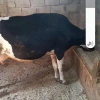 گاو و گوساله|حیوانات مزرعه|پاتاوه, |دیوار