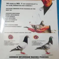 کبوتر پلاکی مسافتی|پرنده|نجف‌آباد, یزدانشهر|دیوار