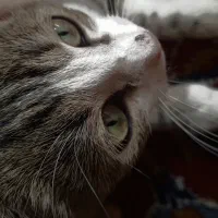 گـربه|گربه|هریس, |دیوار