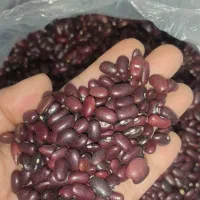 ۲۰۰ کیلو لوبیا قرمز کیلو ۱۵۰