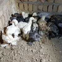 برهما .جوجه برهما اصیل