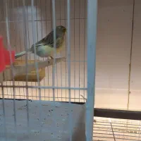 کلاغ رسمی قناری|پرنده|مشهد, ادیب نیشابوری (شهرک غرب)|دیوار