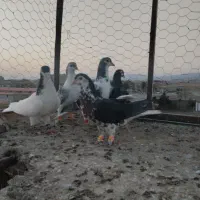 هرروز به مشهد ساعت ۷رفت برگشت ظهر