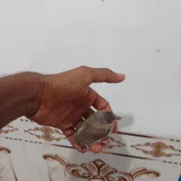 قناری