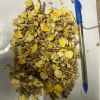 خوراک دام ، دان آجیلی(آریادان)،سبوس