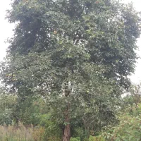 درختان میوه جرثقیلی