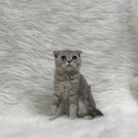 اسکاتیش فولد