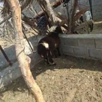 بره شال