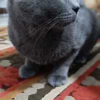 گربه بریتیش نژاد دار