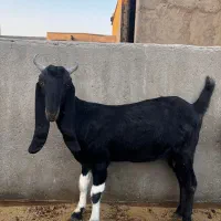 بر پاکستاتی گوش دراز