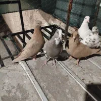5 تا کبوتر ماده