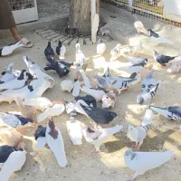 کبوتر رنگی نر و ماده