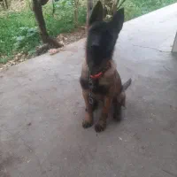 توله مالینویز ۳ماهه ماده|سگ|مهریز, |دیوار