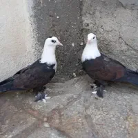 کبوتر کربلایی کله سفید