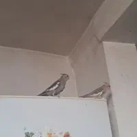 دو پرنده عروس هلندی نر و ماده|پرنده|نقده, |دیوار