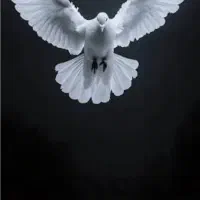 ۶ عدد کفتر زیبا