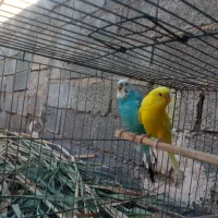 جفت مرغ عشق بالغ