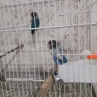 جفت کوتوله و گرینچیک مولد|پرنده|مشهد, مهدی آباد (بلوار توس)|دیوار