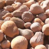 کدو حلوایی|خوردنی و آشامیدنی|مشگین شهر, |دیوار