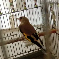 سهره کرمانی ماده|پرنده|صباشهر, |دیوار