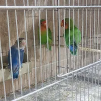 عروس هلندی طوطی برزیلی مرغ عشق فنچ مرغ میناکبوتر|پرنده|هشتگرد, |دیوار