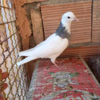 چهار تا کنه وطوقی جوجه|پرنده|سبزوار, بیهق شرقی|دیوار