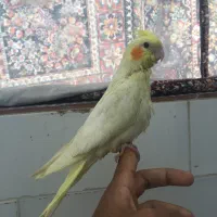 جوجه عروس هلندی سرلاکی