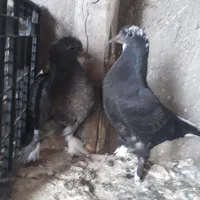 جوجه کاردرست ضمانتی|پرنده|کاشان, نوش آباد|دیوار