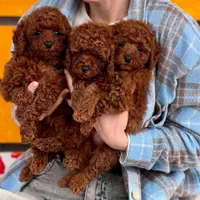 سگ توله توی پودل رنگ رد ۷۲ روز وارداتی