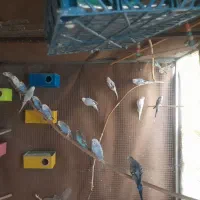 ۱۶ عددمرغ عشق یکجا