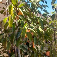 ویلا در صوفیان جنب خدادوست