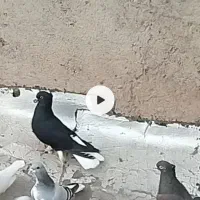 کفتر|پرنده|اقبالیه, |دیوار