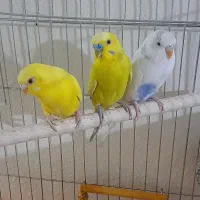 مرغ عشق بالغ