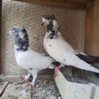 کله دم و سرخ و سینه باز