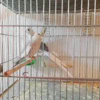 فروش‌جفت‌عروس‌هلندی‌مولد‌|پرنده|سیرجان, |دیوار