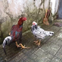 یک جفت مرغ و خروس لاری دانگ بالا