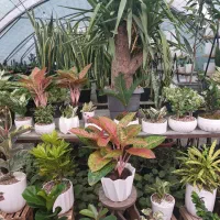 سرایدار برای گلخونه