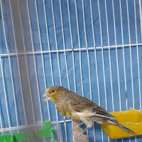 جوجه عروس هلندی و قناری|پرنده|خاش, |دیوار