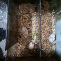 همستر نژاد سوری