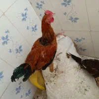 خروس