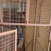 جفت‌کن‌کفتر‌سا‌یزبزرگ‌‌برای‌کبک‌غرقاول‌مر‌غ‌خروس|لوازم جانبی حیوانات|تهران, سلسبیل شمالی|دیوار
